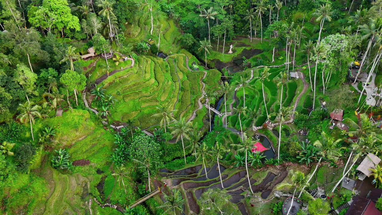 Aerial View Of Tegalalang Rice Terraces And Farm House In Bali, Indonesia. Static Shot