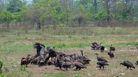 a wide view of a large group of vultures fighting over the carcass of a dead cow in an open field in the daytime