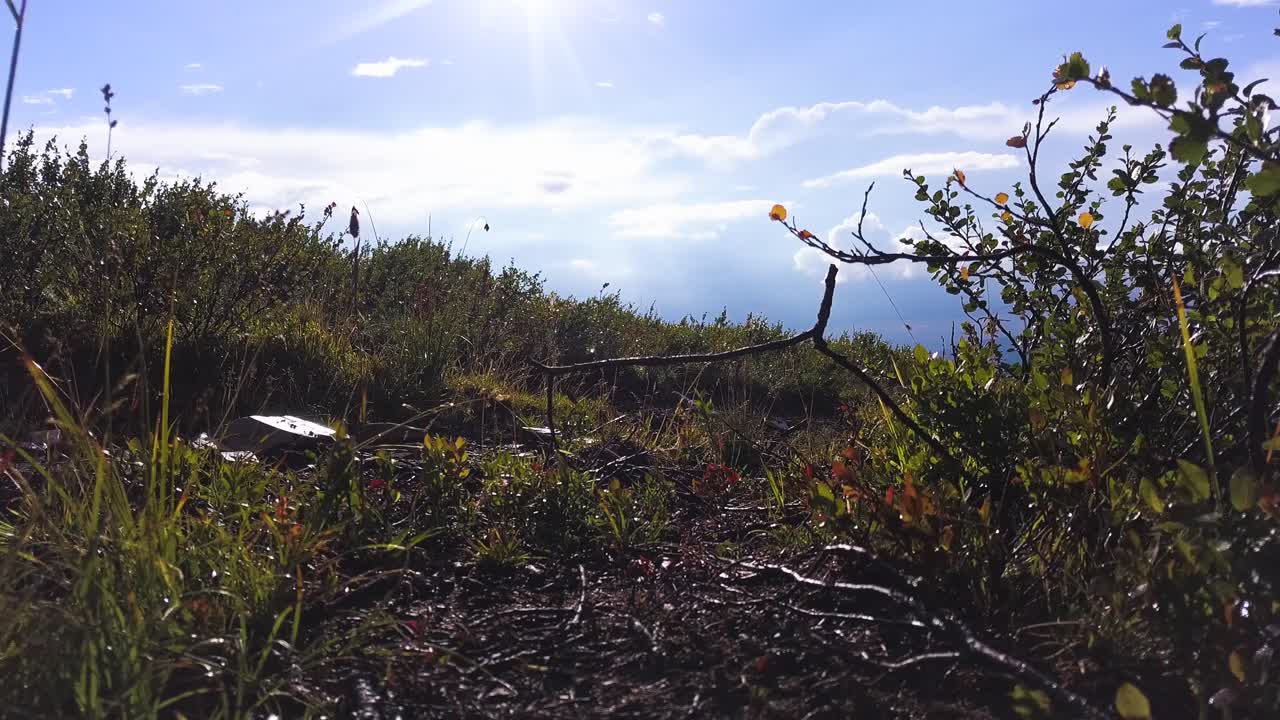 식물과 구름이 있는 산악 풍경