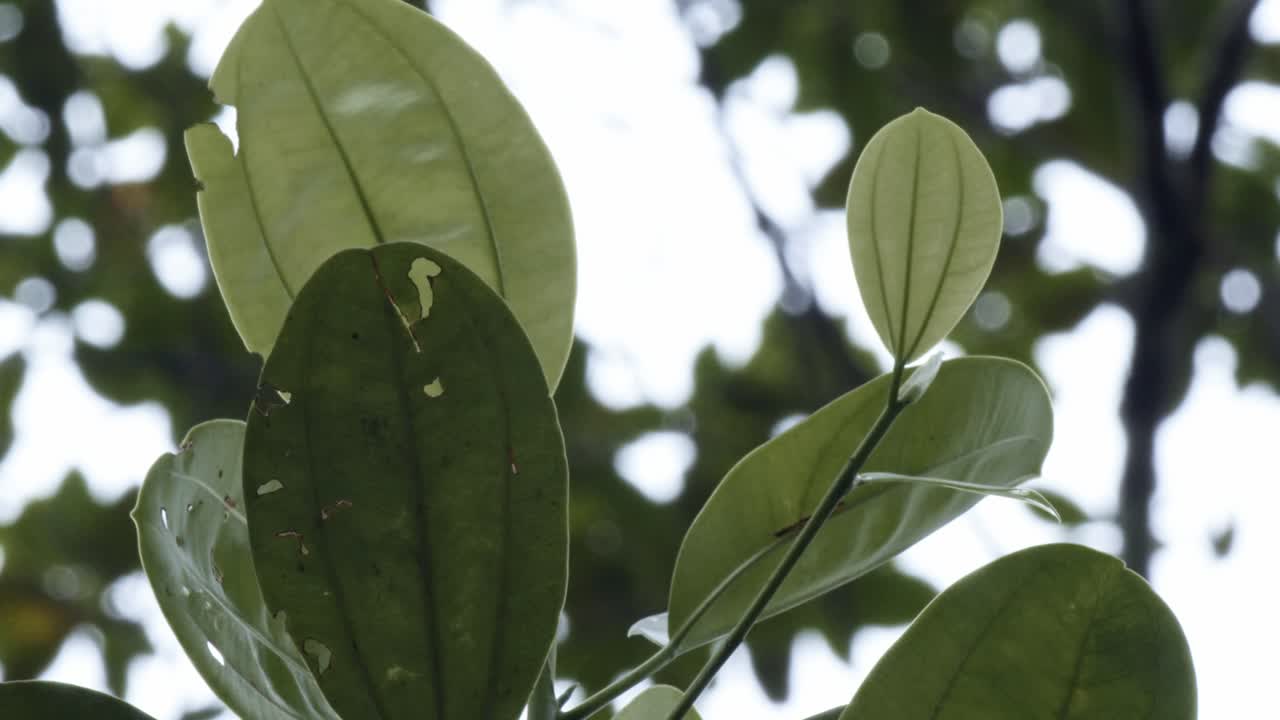 A close-up view of a vibrant green leaf in the Amazon rainforest, captured in slow-motion