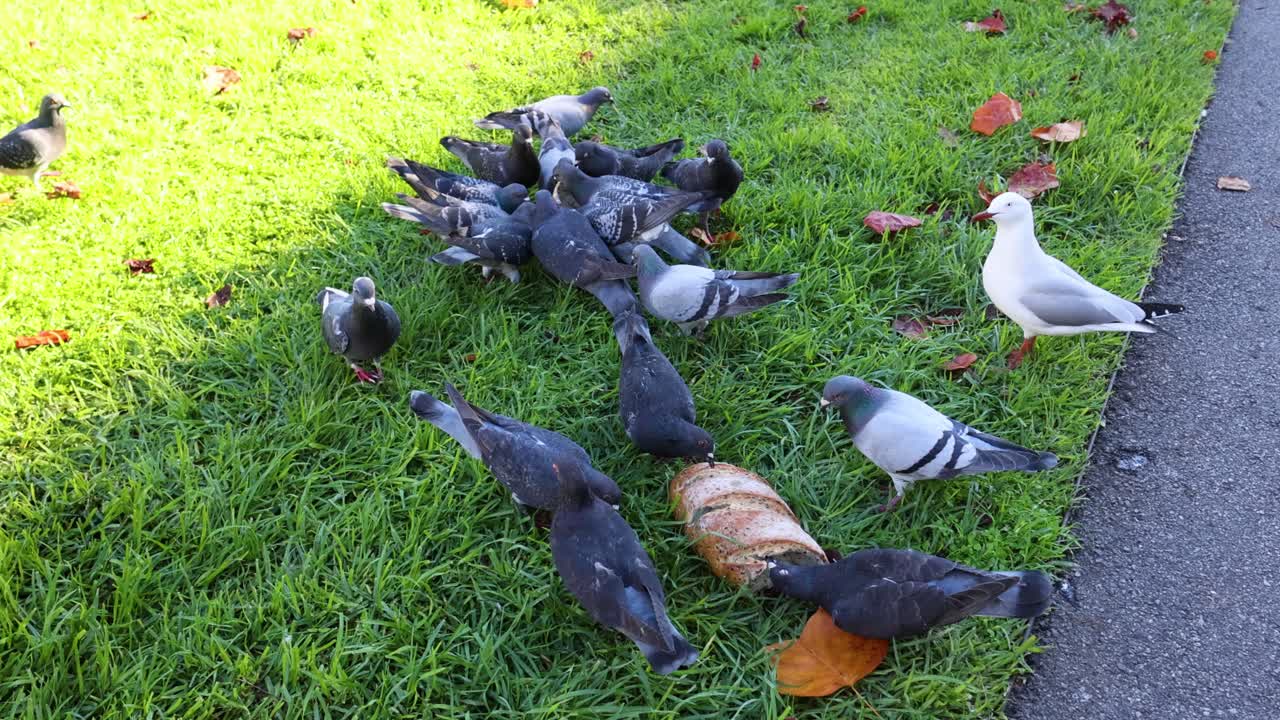 비둘기 들 이 풀 에서  을 먹기 위해 모인다