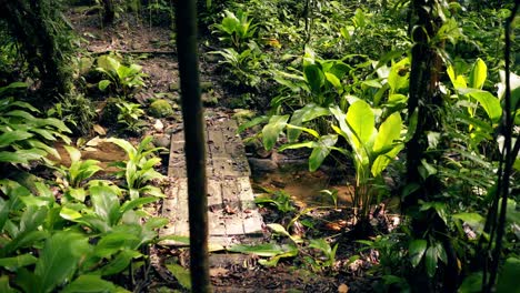 Camino-De-Madera-En-Una-Selva-Tropical