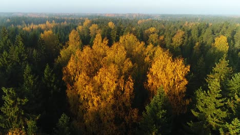 Vista-Aérea-Del-Bosque-Estacional-En-Otoño-Y-Luz-Del-Sol-Temprano-En-La-Mañana-Con-Niebla