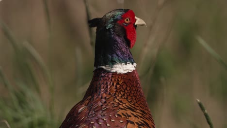 pheasant portrait