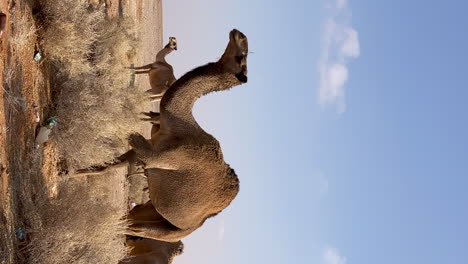 Vertical-Camel-in-Desert-Walking-by-and-Looking-Into-Camera