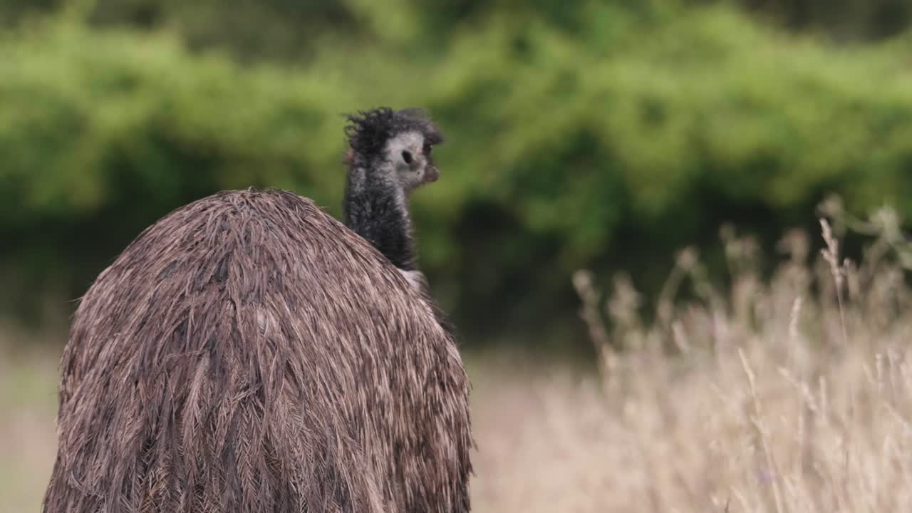 emu australiano nativo gigante no volador comiendo y girándose para mirar la toma inclinada hacia arriba de la cámara