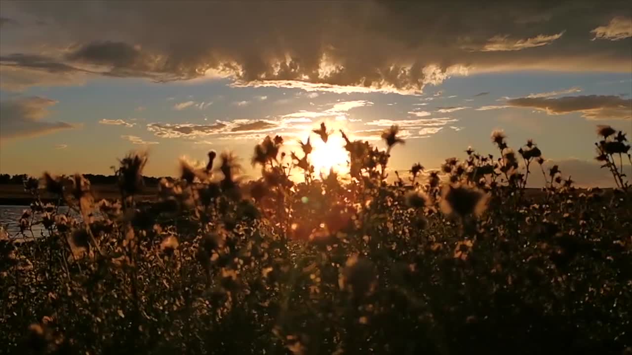 Long slow motion video of bush moving in the wind during beautiful colourful prairie sunset. Rural Alberta evenings captured in full HD while sun is going down on a cloudy orange sky.