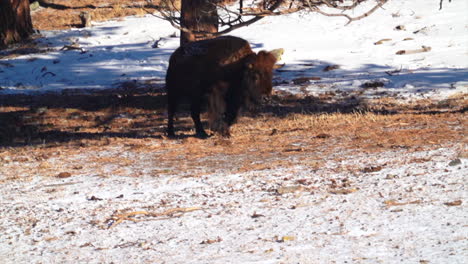 Cinematic-Yellowstone-huge-wild-buffalos-park-walking-by-pine-tree-reserve-Evergreen-Genesse-Colorado-Rocky-Mountains-breathing-fog-freezing-ice-cold-fall-winter-morning-fresh-snow-follow-pan