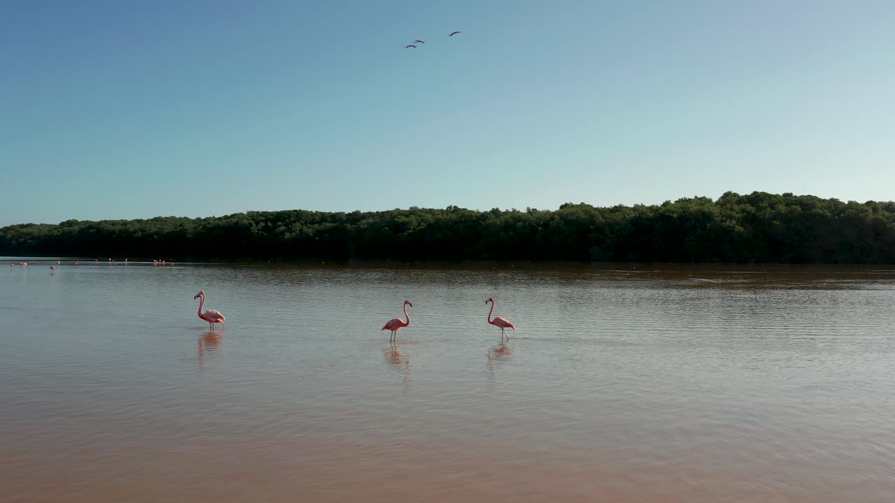 órbita aérea alrededor de flamencos rosados de pie en río lagartos, méxico