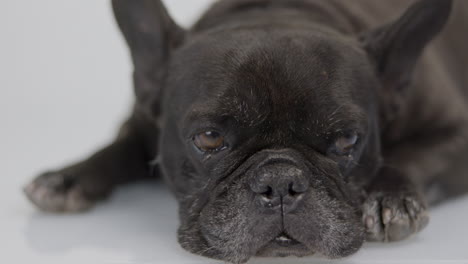 dj french bulldog with headphones and turntables