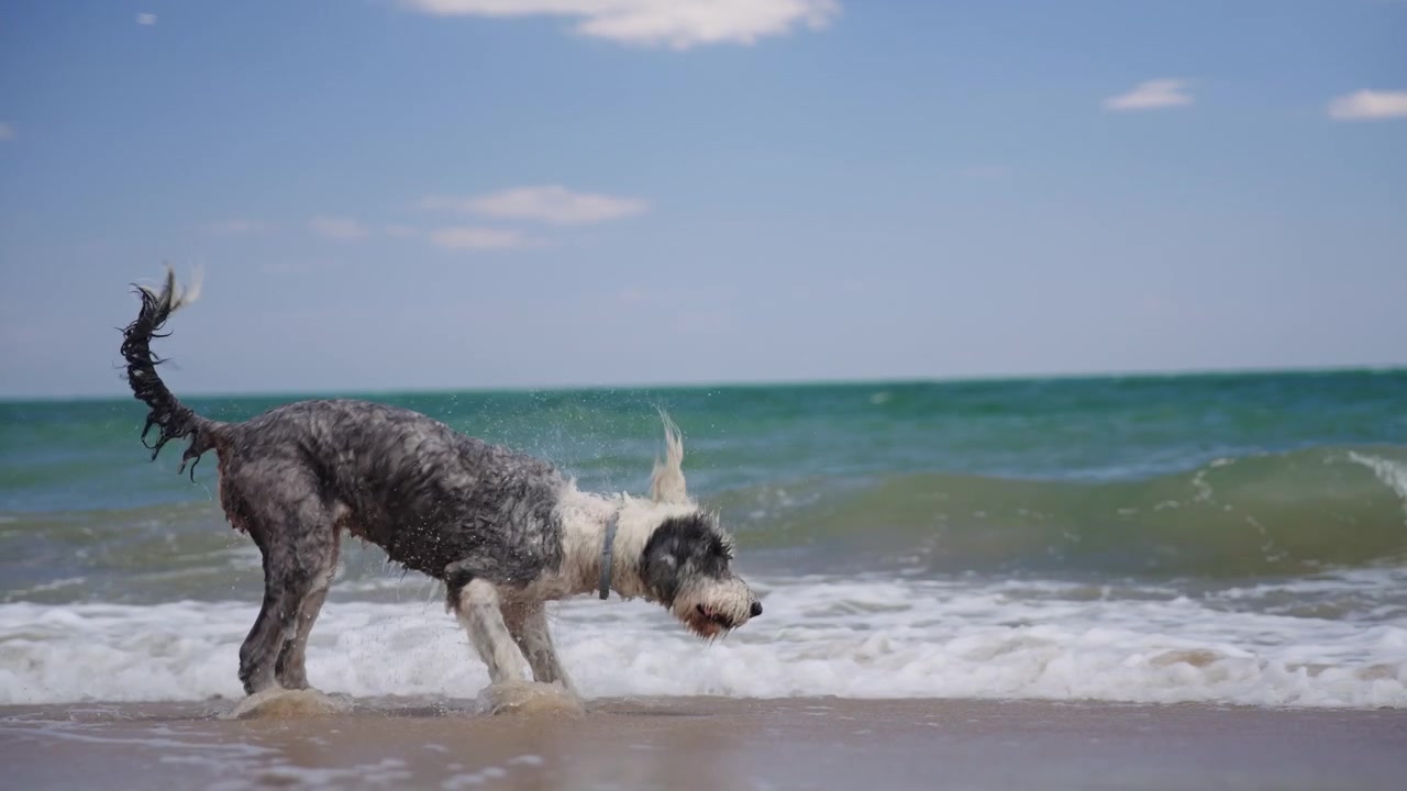 Close-up de um cão branco e cinza sacudindo a água perto de um homem em um dia de praia ensolarado de verão, em câmera lenta.