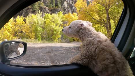 puppy dog's fur blowing in the wind as he puts head out of car window