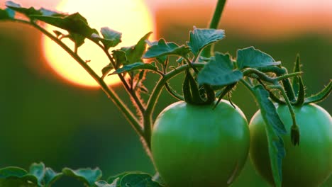 disparo de primer plano de dos tomates sin madurar contra el atardecer dorado