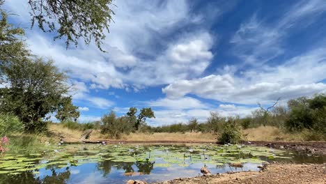 Zeitraffer-Von-Wolken,-Die-Sich-über-Ein-Wasserloch-Im-Großraum-Krüger-Bewegen