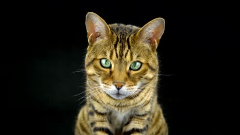 4k bengal cat on black background