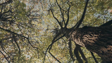 bottom up orbit shot of high trees with leaves in forest during sunny day in spring