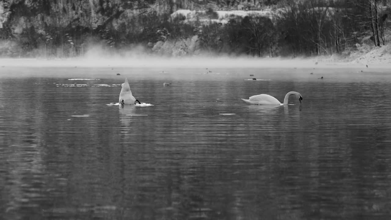Cigni bianchi che nuotano in acque invernali calme in bianco e nero, atmosfera tranquilla di natura selvaggia con sfondo nebbioso sul lago di Walenstadt, Svizzera