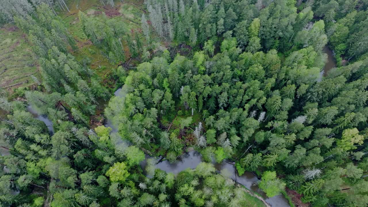 Calm forest stream shows Europe’s living bloodstream and ecological renewal