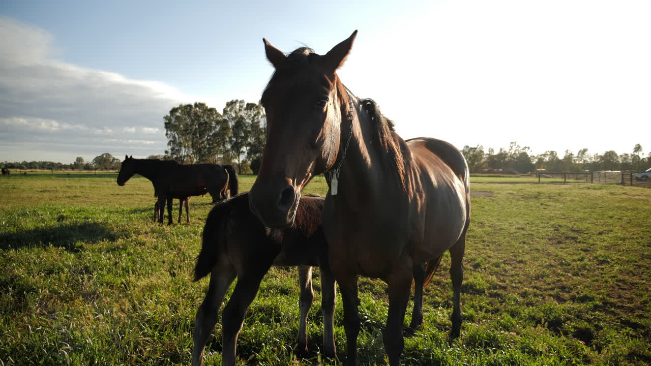 potro de protección de yegua en paddock en rancho