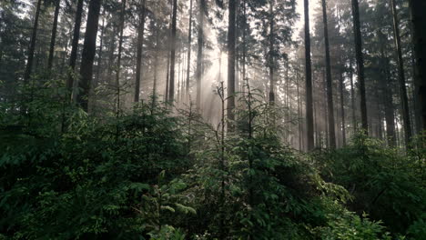 Rayos-De-Sol-Brillando-A-Través-De-La-Niebla-Y-La-Niebla-En-El-Bosque-Al-Amanecer-2