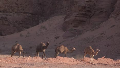 camellos salvajes en el desierto árido, montañas rocosas al fondo, puesta de sol, ron wadi, jordania, tiro estático