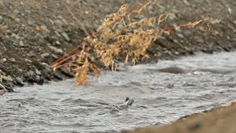 the dance of salmon: tranquille river's annual migration