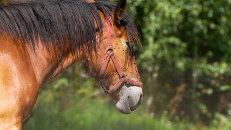 perfil lateral de un caballo marrón con un halter rojo, de pie en un prado verde exuberante, mirando hacia abajo, con árboles en el fondo
