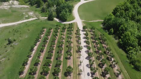 drone reveals beautiful apple orchard