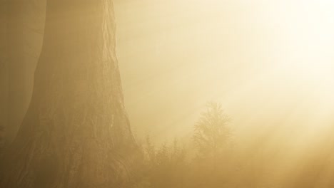 autumn forest and trees in morning fog