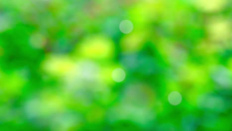 abstract spring background with bokeh