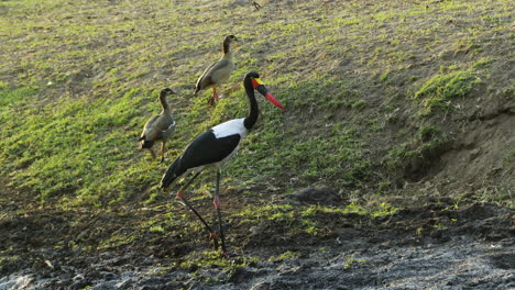 a saddle-billed stork stands on a lush meadow with some marshy areas