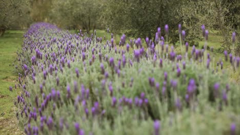 slow motion shot tracking over lavender row on olive farm