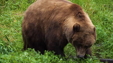 brown bear walking through tall grass, alaska