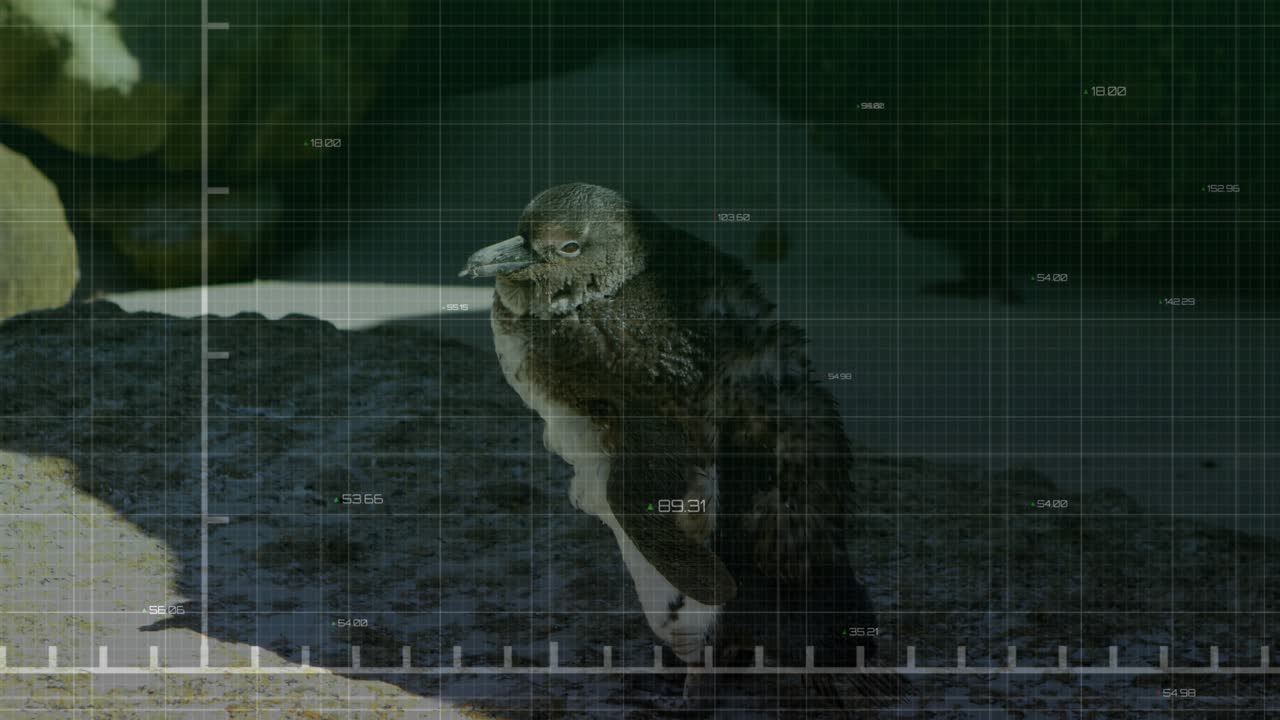 Green line tracing axis while overlay showing data values beside juvenile penguin shifting posture