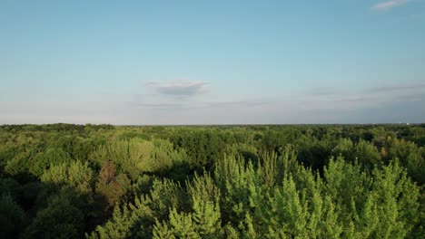 Aerial-drone-forward-moving-shot-of-coniferous-forest-during-evening-time