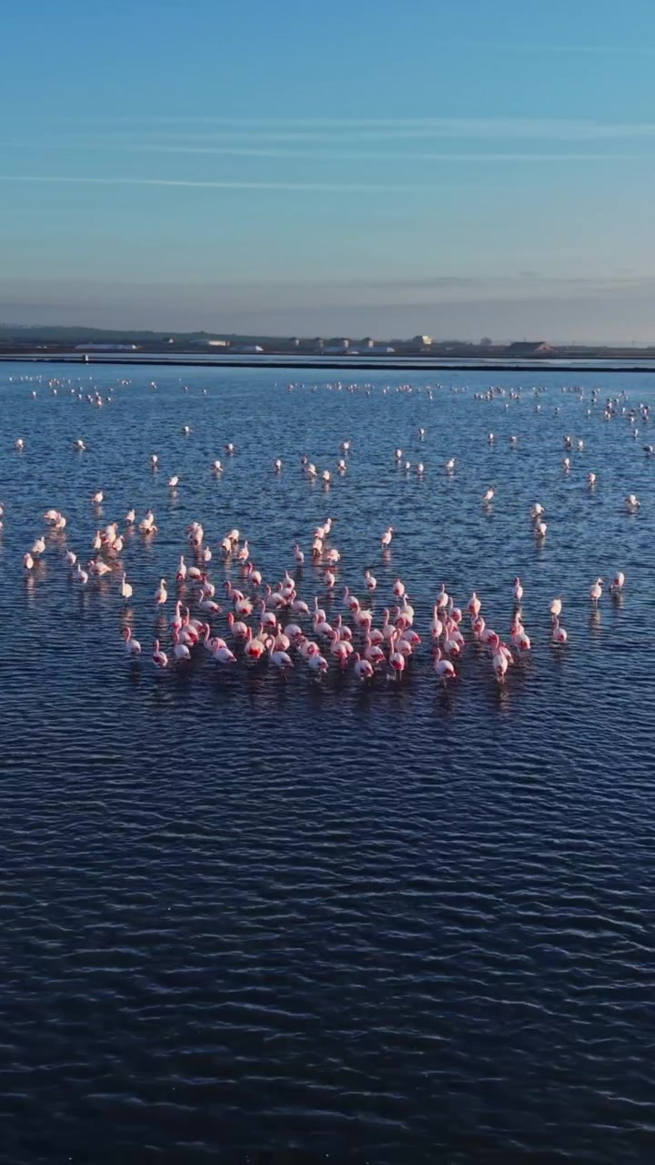 De nombreux flamants roses immobiles dans des eaux peu profondes au coucher du soleil