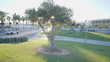urban park with olive tree and city view