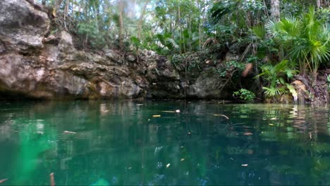 tilt up from tropical turquoise clear water to reveal a cenote surrounded by a cliff of rain forest in riviera maya, mexico near tulum and cancun on vacation