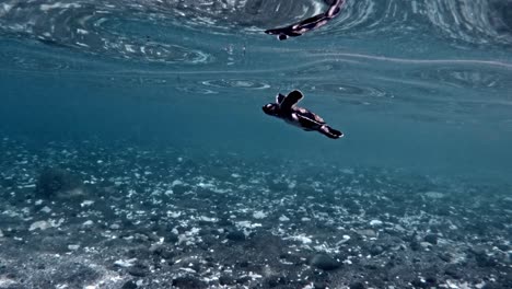 Baby-Meeresschildkröte-Schwimmt-Allein-Im-Seichten-Wasser