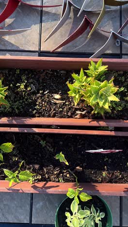rooftop garden with succulents and vegetables