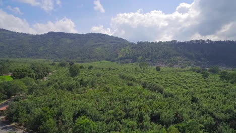 antena sobre las selvas y campos agrícolas de guatemala 1