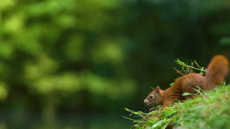 agile squirrel jump and leap out of frame from lush green edge - slow motion