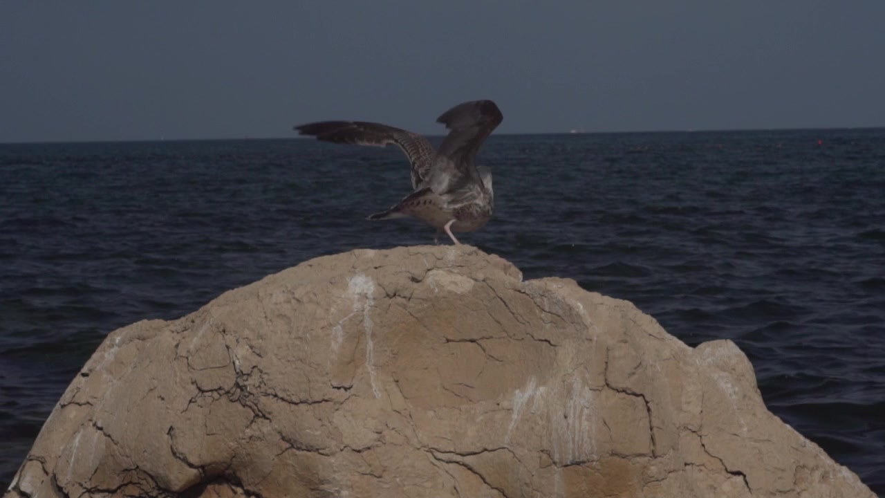 Bird flying away in slow motion