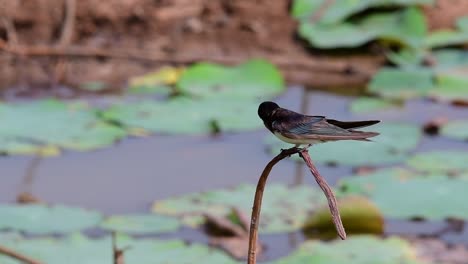 un piccolo uccello in rapido movimento che si trova quasi ovunque nel mondo, il più delle volte volando in giro per catturare alcuni piccoli insetti