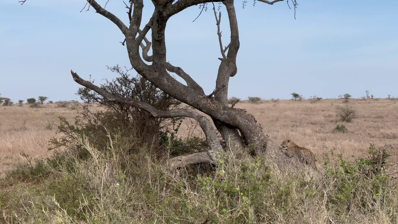 Vrouwelijke luipaard (Panthera pardus) klimt in een boom op de savanne tijdens het droge seizoen in Nationaal park Serengeti, Tanzania