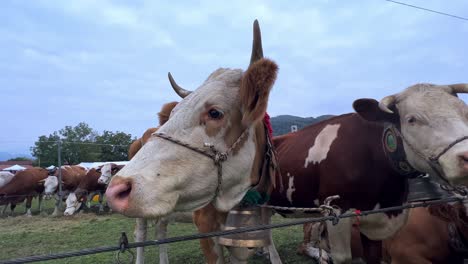 Horned-white-and-brown-cows-with-cowbells-and-collars-at-livestock-fair