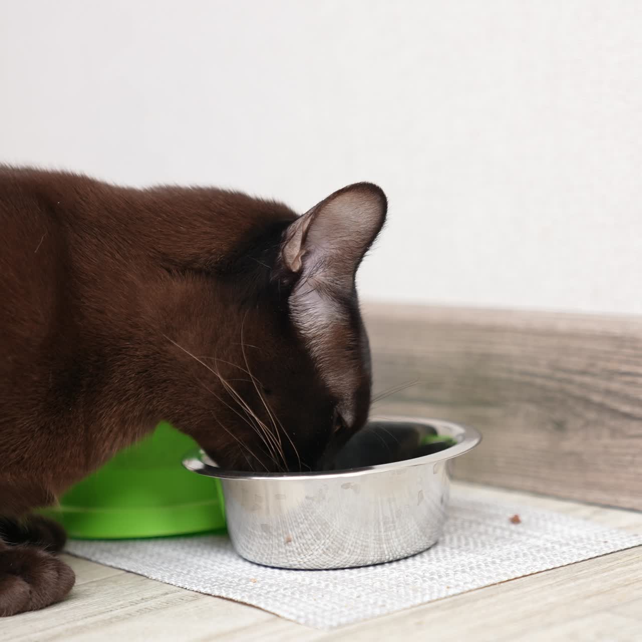 Süße schwarze Hauskatze, die von einem Metallteller auf dem Boden frisst. Niedliches Tier, das sein Futter kaut. Weiße Wand im Hintergrund