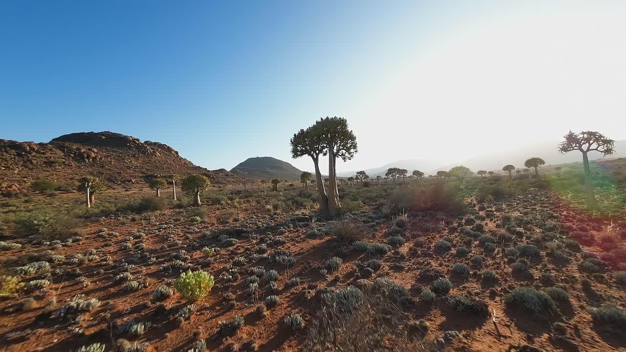 FPV camera flies between branches of Quiver tree in South Africa desert