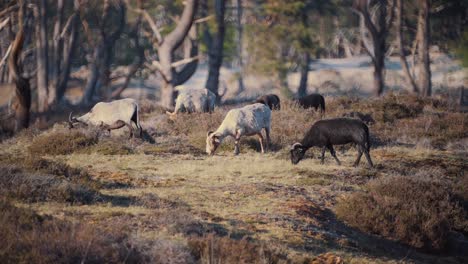 tribe of wild goats graze on land in woods, rack focus long shot