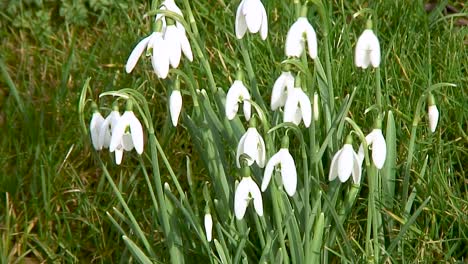 White-snowdrops-growing-on-a-grass-verge-alongside-a-road-in-the-village-of-Braunston-in-Rutland,-England